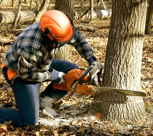 Tree Removal in Bruington, VA